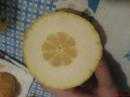 Gros Citron de SICILE intérieur.